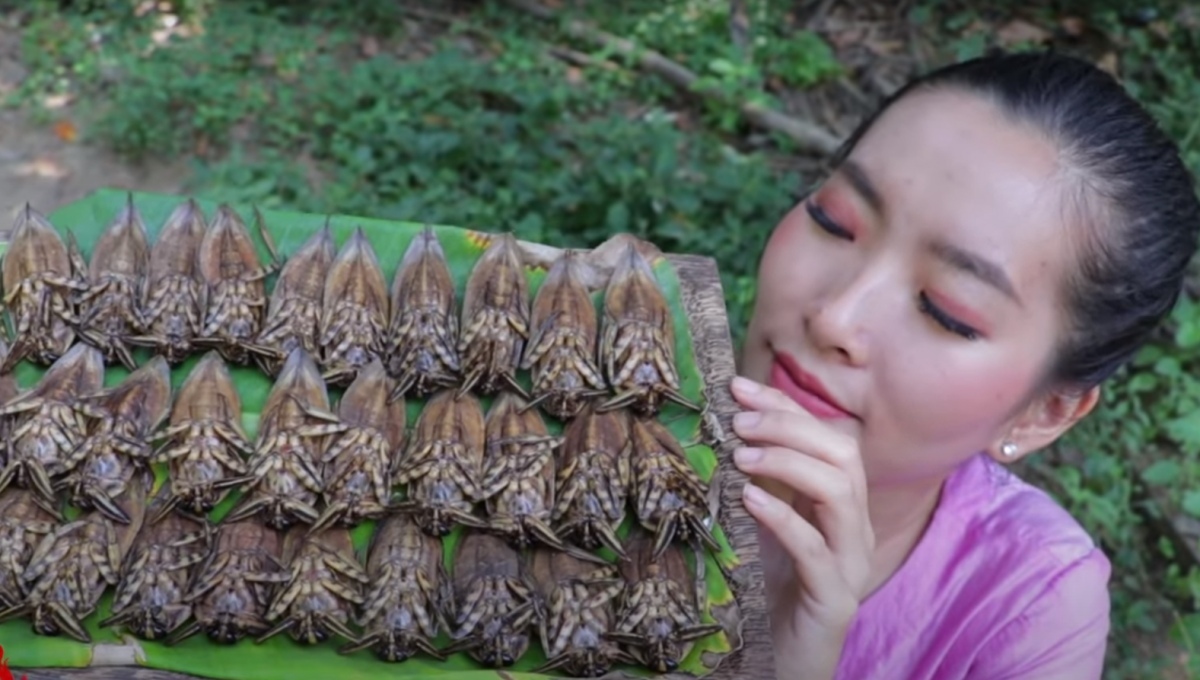 Thailands riesenwasserwanze maeng da 4e99c707