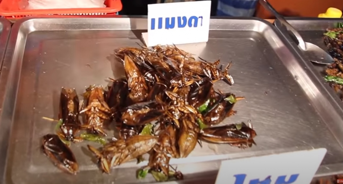 Thailands riesenwasserwanze maeng da 510bab9f