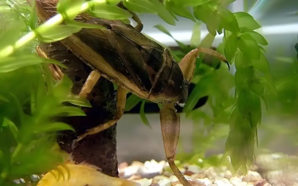 Thailands riesenwasserwanze maeng da animation avif 2023 10 14 e7afab1e