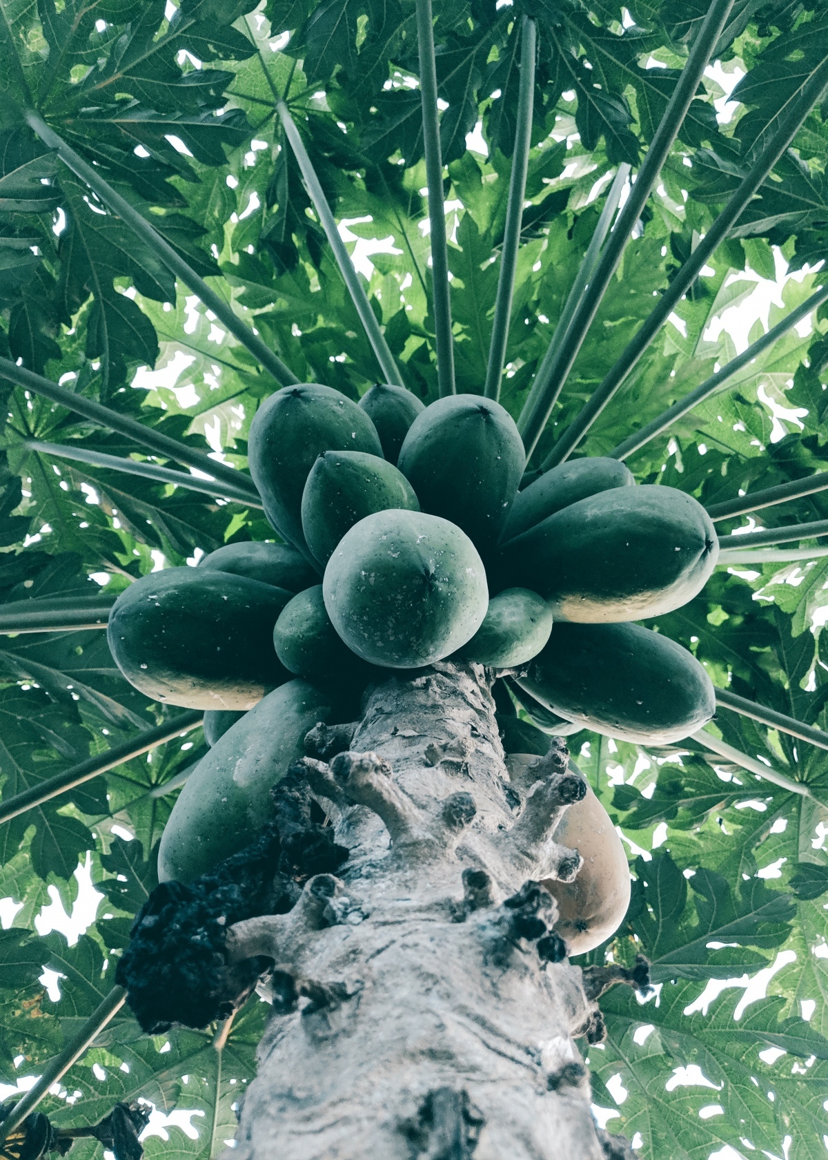 Thailands superfrucht die papaya von der kueche bis zur medizin 74b84e8a