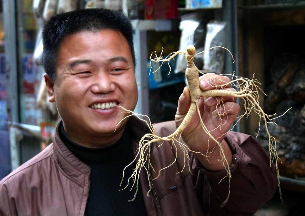 Thailands wunderwurzel ginseng und ihre aussergewoehnliche wirkung auf koerper und geist 3536f22f