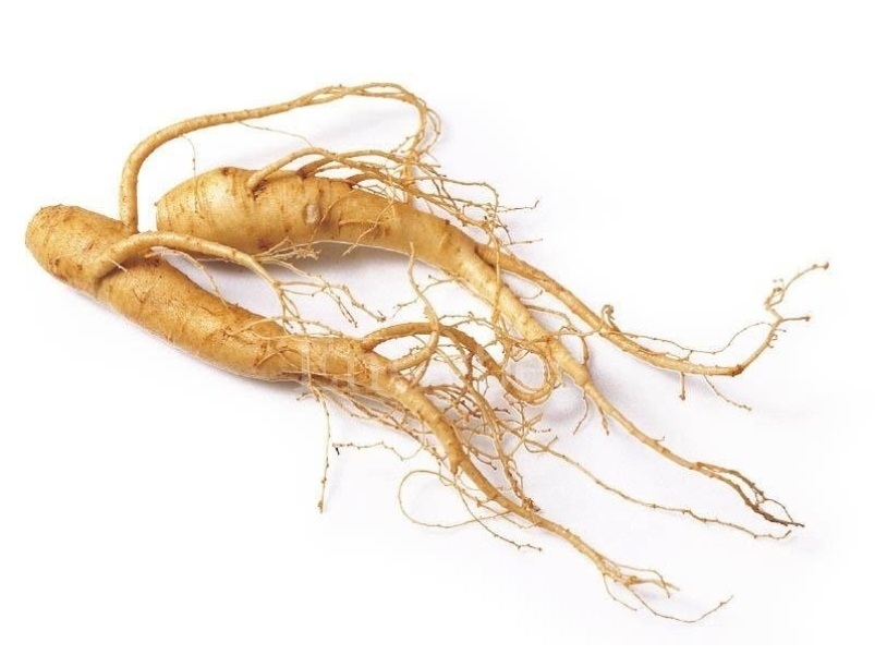 Thailands wunderwurzel ginseng und ihre aussergewoehnliche wirkung auf koerper und geist 8e1086cc