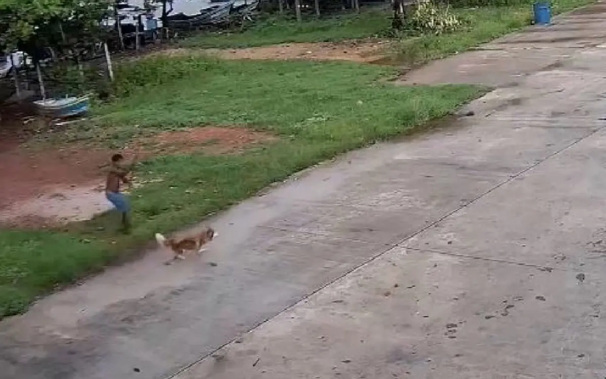Tierquaelerei in songkhla gericht verurteilt mann nach toedlichem angriff auf siberian husky keine c05a5954