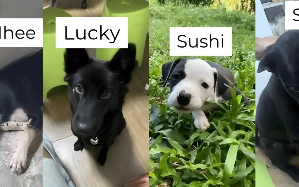 Tierschutzvergehen in chiang rai hundeadoption entpuppt sich als abschlachterei e46a75dd