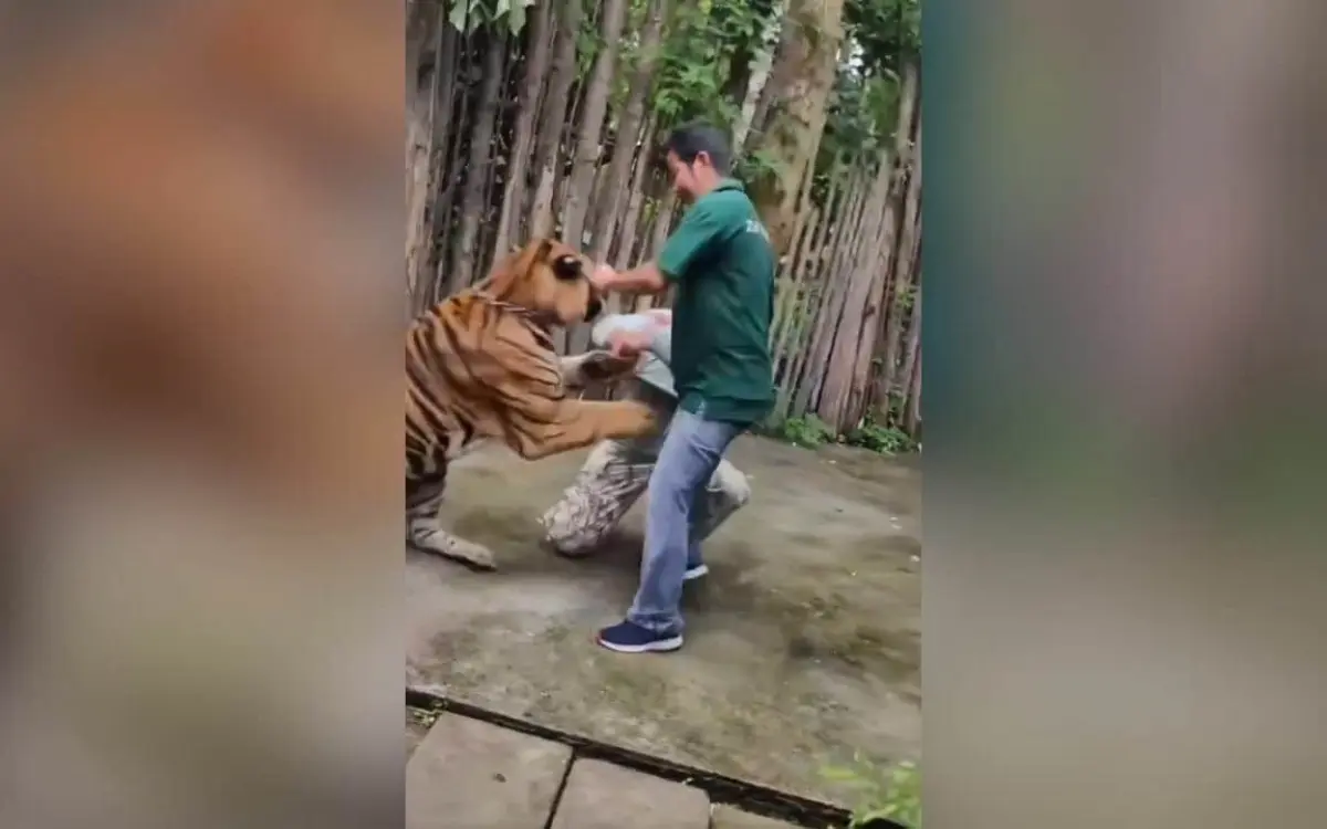 Tiger-Selfie: Ausländischer Tourist in Phuket angegriffen (Video)