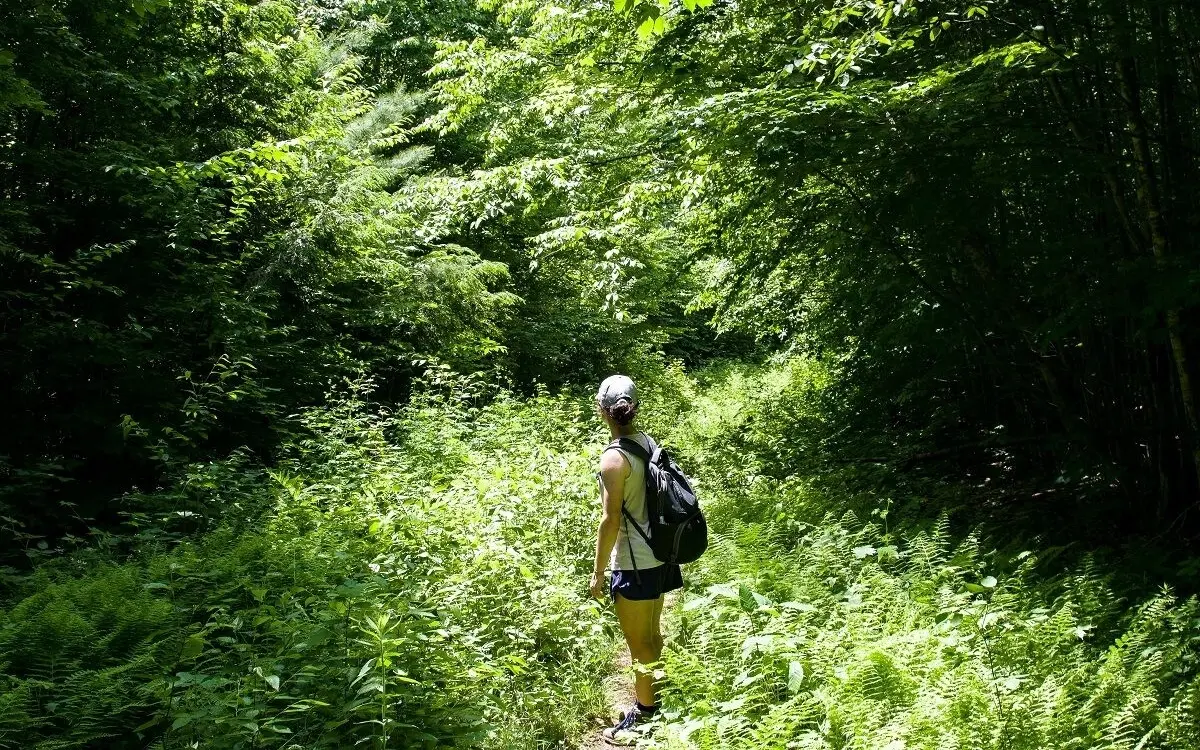 Tipps zum ueberleben wenn sie sich im thailaendischen wald verirren a5ea87b8
