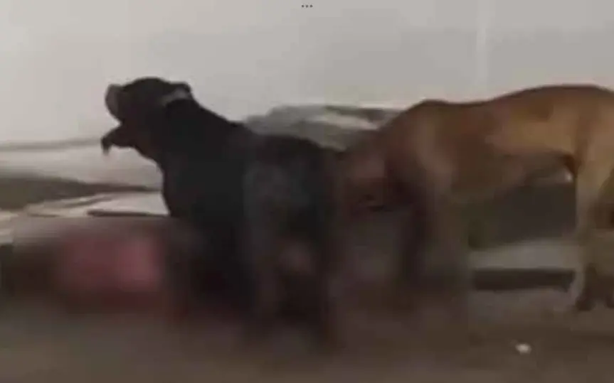 Toedlicher hundeangriff auslaendischer besitzer sah zu 840546c1