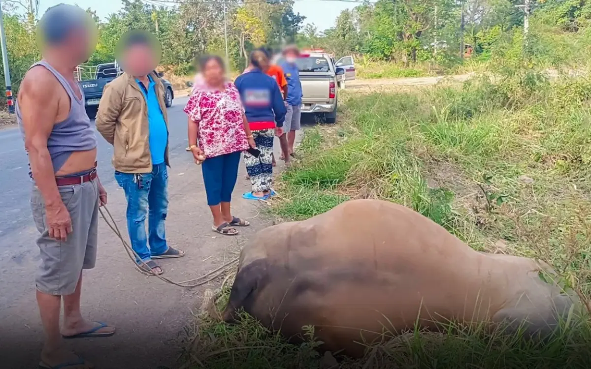 Trauriger unfall in chaiyaphum auslaendischer fahrer kollidiert mit elefant und toetet ihn 9f0792fa