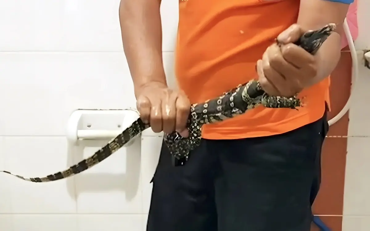 Ungewoehnlicher besuch wasserwaran sorgt fuer schreckmoment in pathum thani video 366a0819