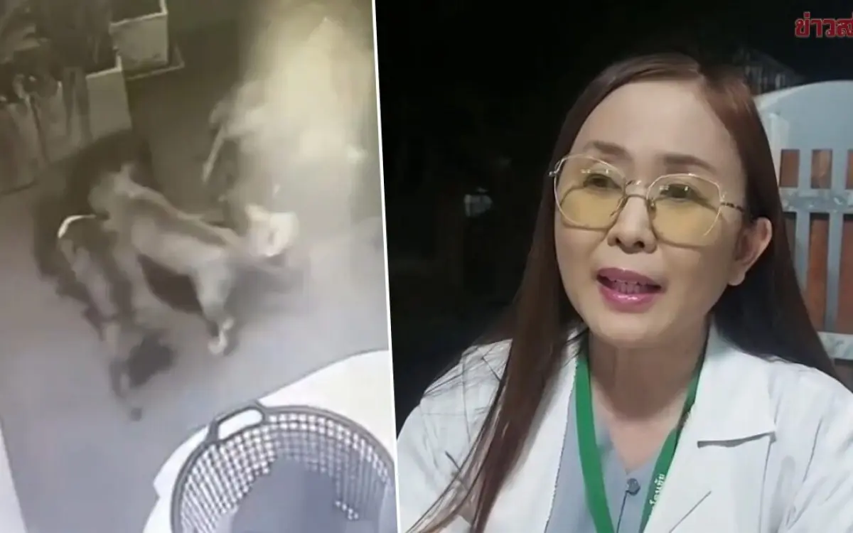 Unglaublicher vorfall in buriram apothekerin geraet in die gewalt von sechs pitbulls video 029e2129
