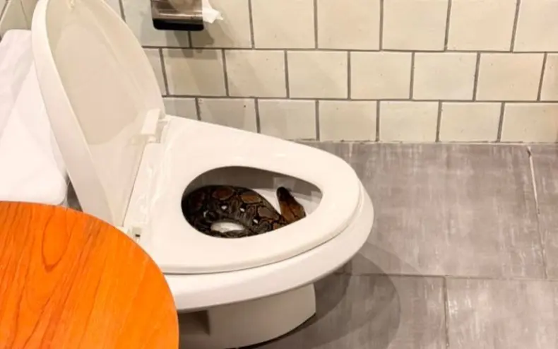 Vorsicht beim toilettengang so kam die riesenschlange ins klo 8f225edc