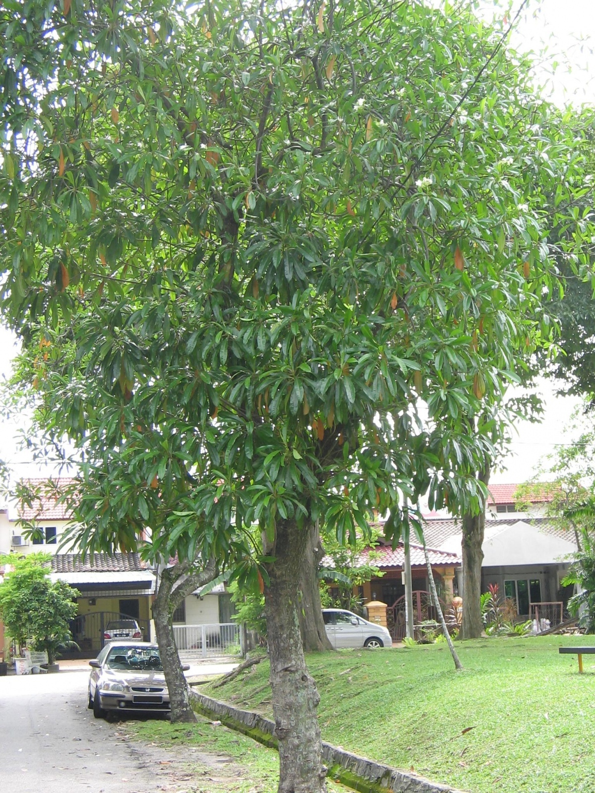 Vorsicht drei besonders giftige pflanzen in thailand 449dc192