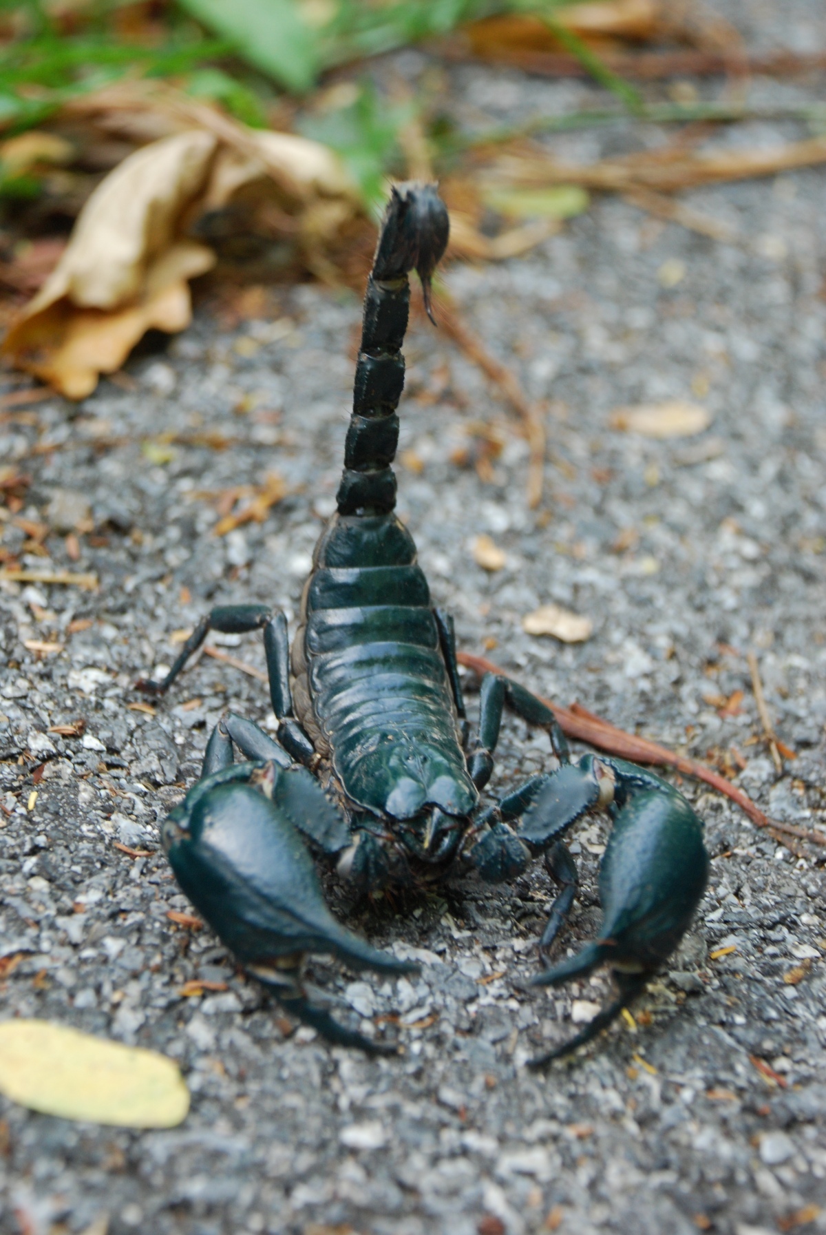 Vorsicht skorpion was tun bei einem stich 013f1c1b