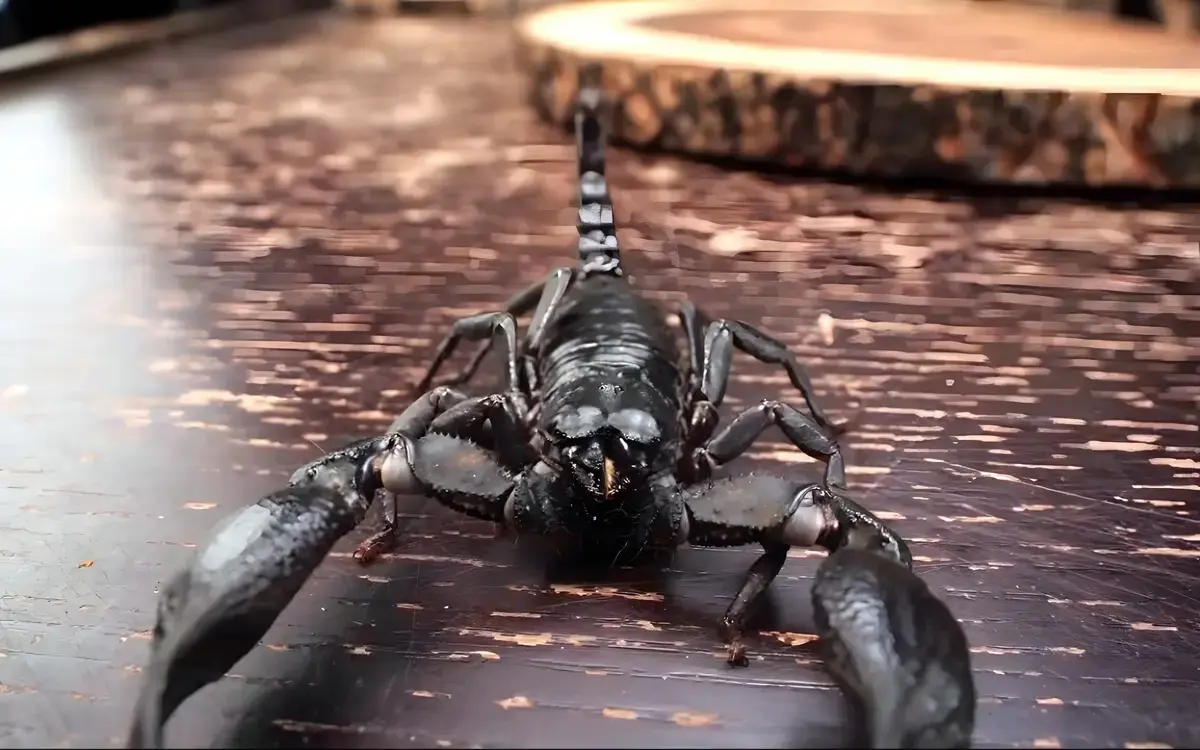 Vorsicht skorpion was tun bei einem stich animation avif 2023 10 15 92465f05