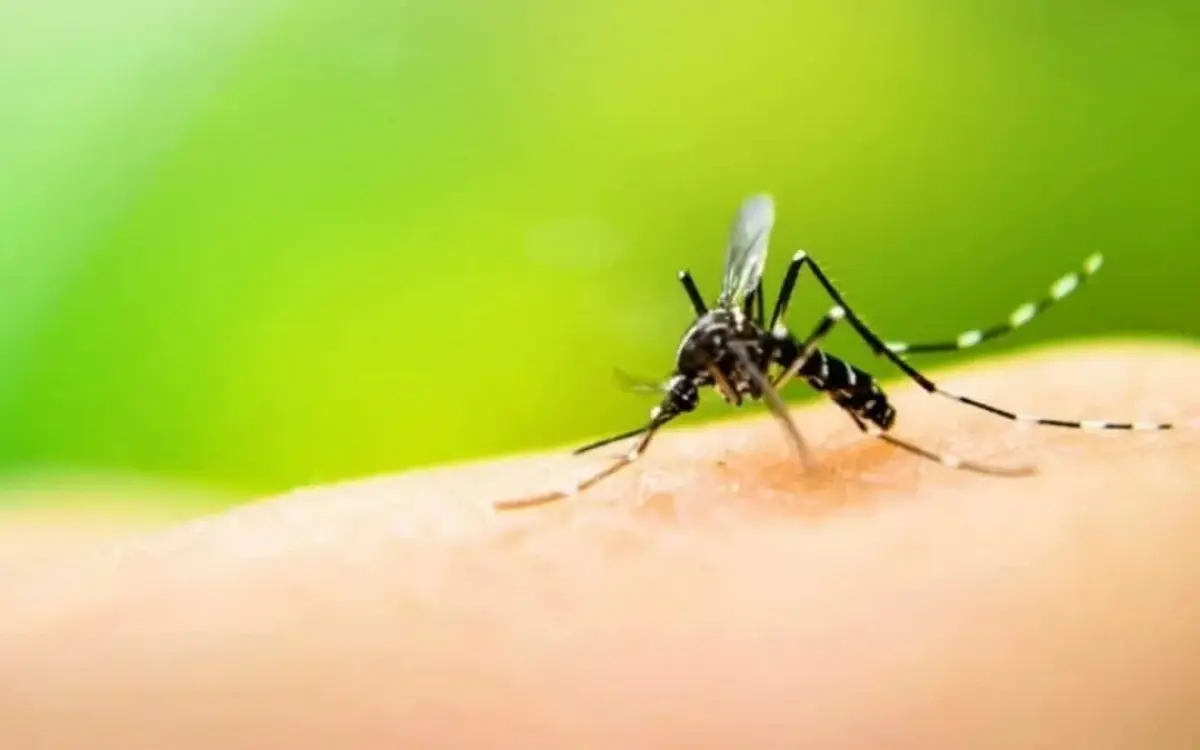 Dengue epidemie thailand setzt auf high tech strategie 841960c5
