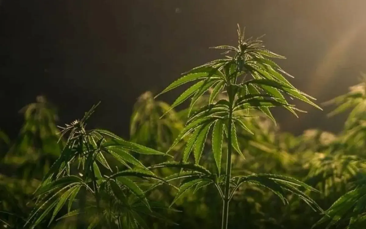 Drei Jahre nach Legalisierung: Cannabis wird zum nationalen Risiko