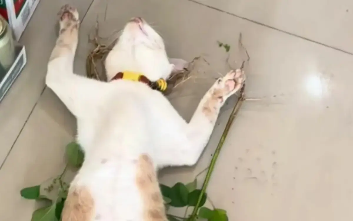 Thailands faulster star dieser cat fluencer rockt das netz 927803e5