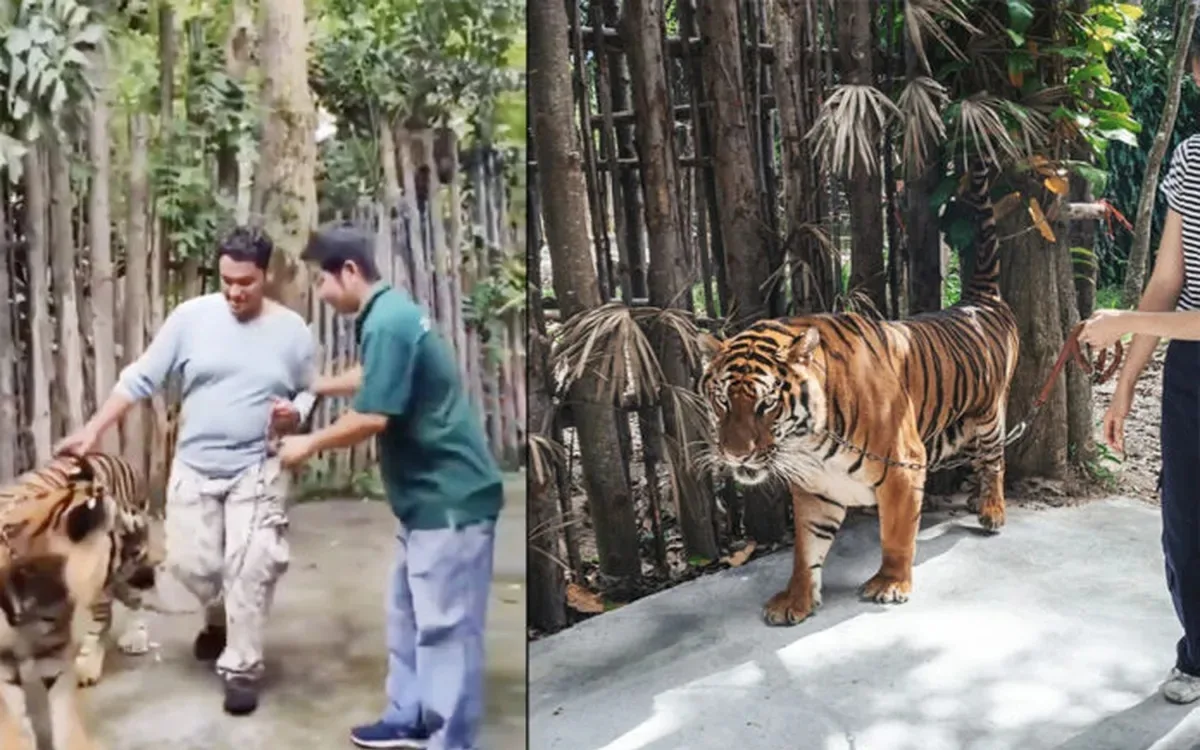 Tiger attacke in thailand behoerden greifen durch 8e1e712d
