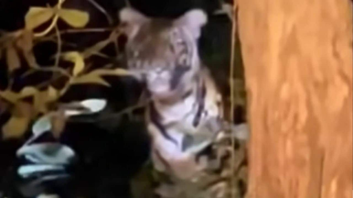 VIDEO: Forscher erleben Gänsehaut-Moment – Tiger starrt sie an