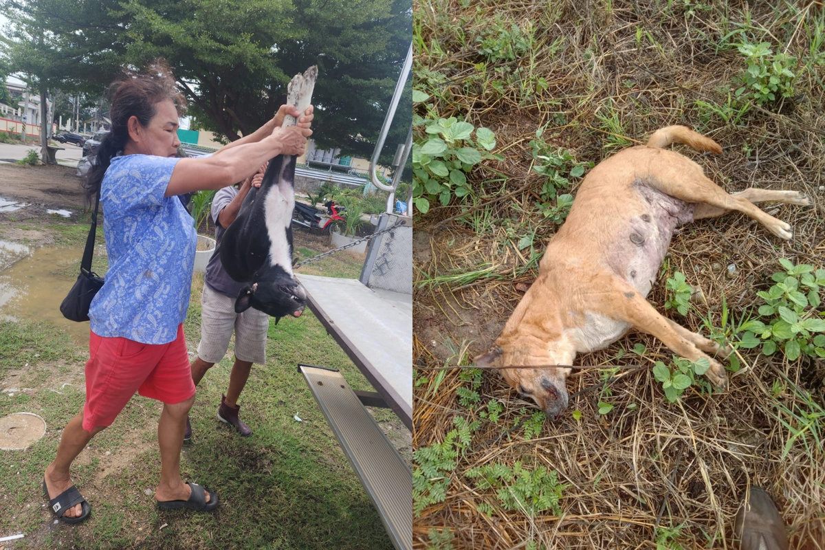Vergiftete Straßenhunde: Polizei sucht Zeugen