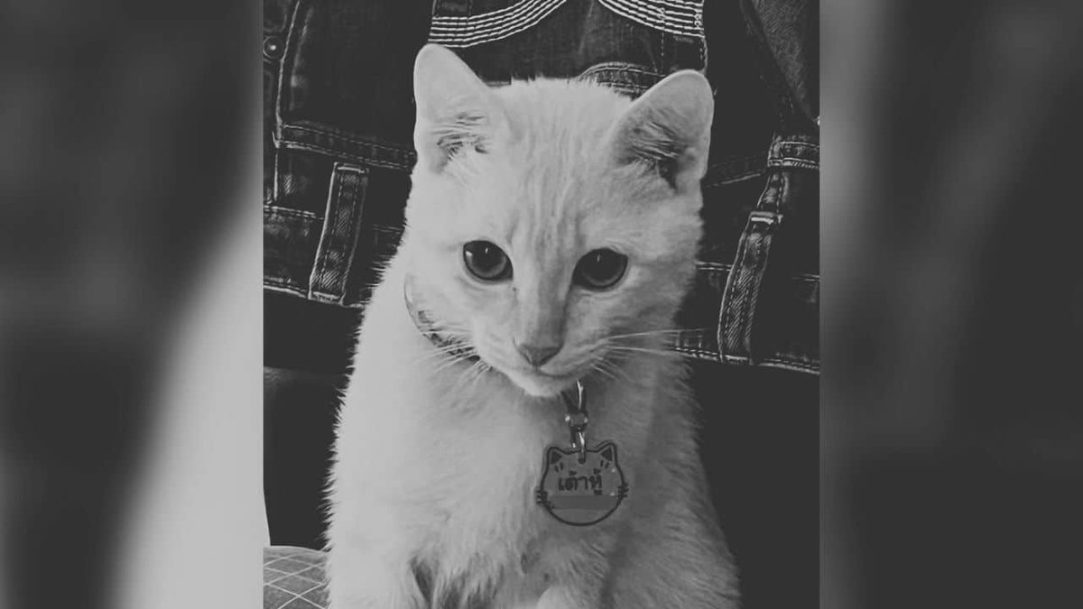 Thailänderin verklagt Müllmann: Katze gegrillt