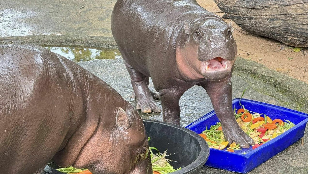 Kochen für einen Hippo-Star: Moo Dengs Geburtstags-Special