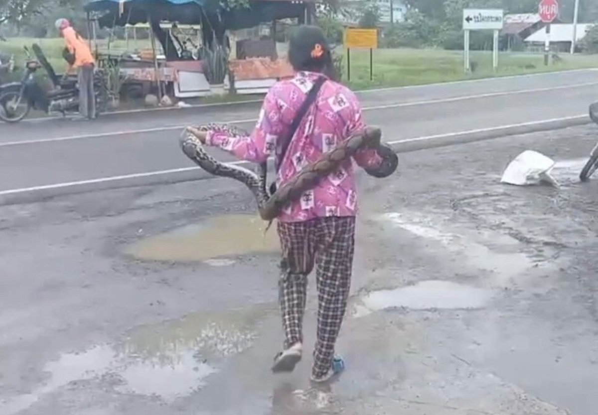 VIDEO: Riesenschlange auf Flucht – Rentnerin stoppt sie mit bloßen Händen