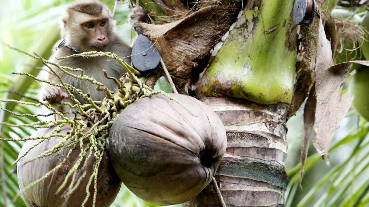 Boykott-Druck wirkt: Keine Affen mehr in Thailands Plantagen