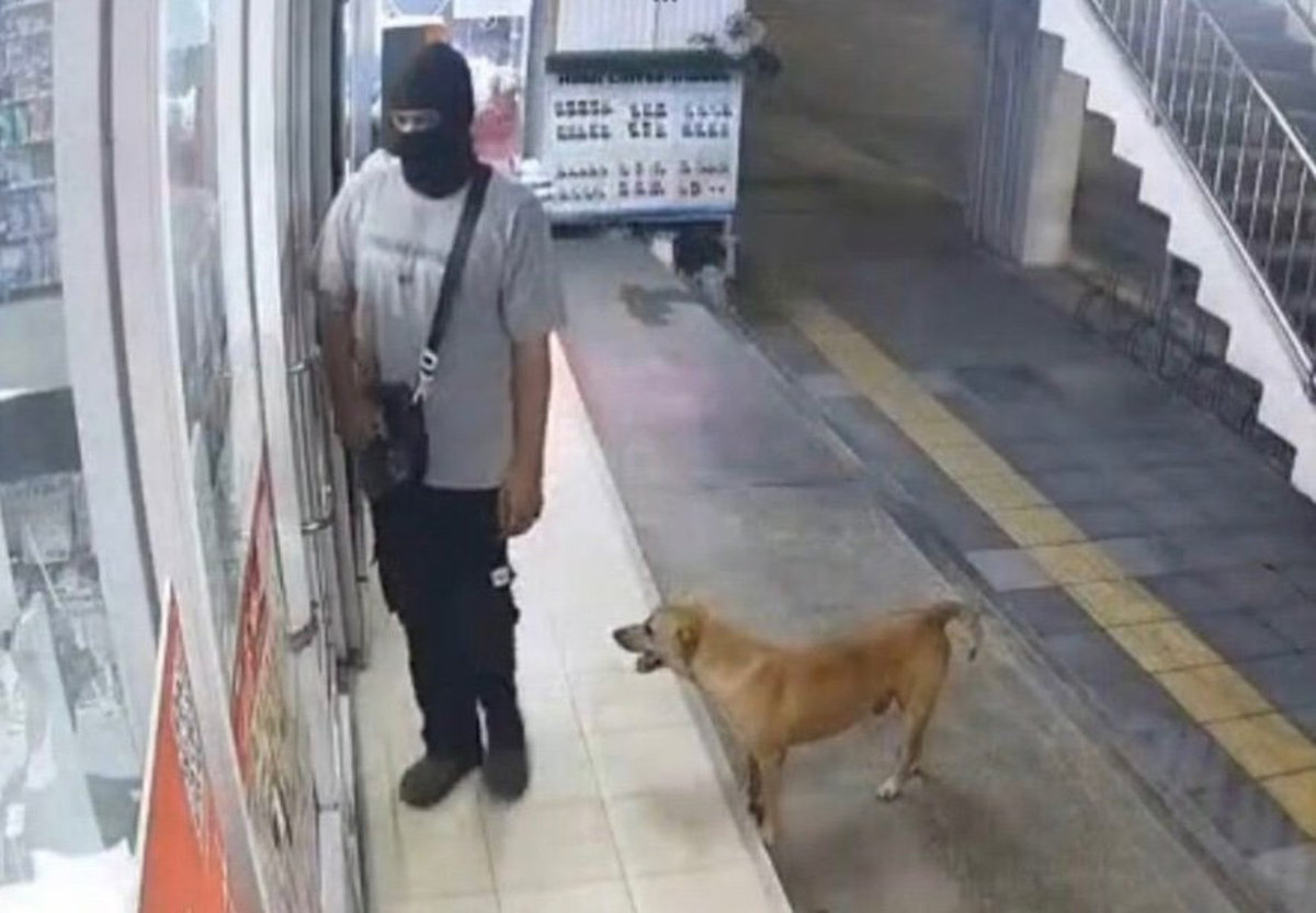 Hund als Komplize? Ungewöhnlicher Raubüberfall