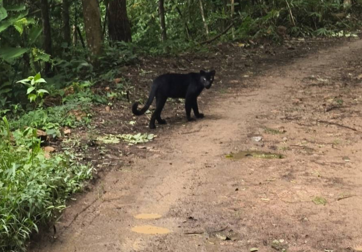 Schwarzer Panther in Thailand gesichtet – Unglaublich!