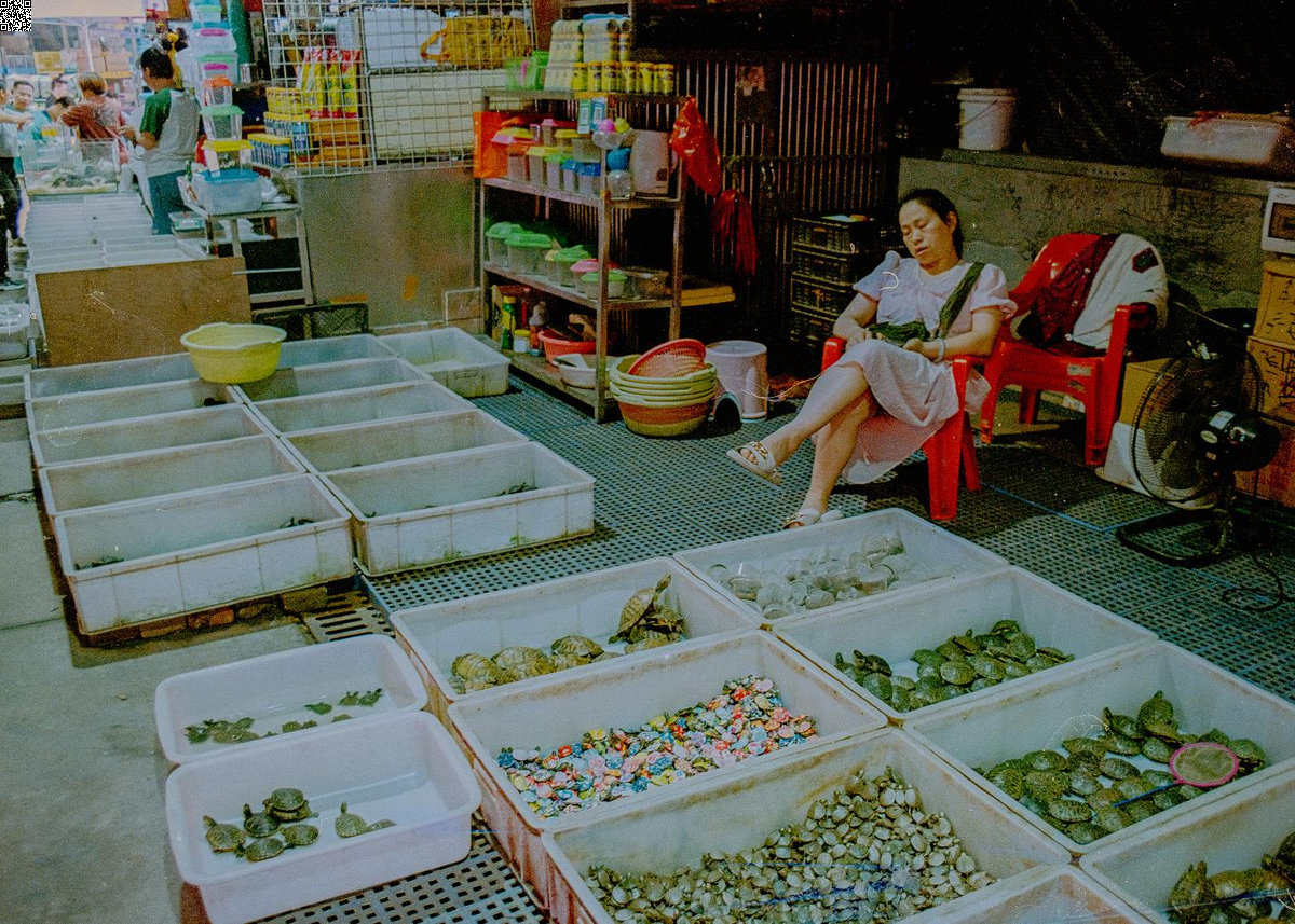 „Machen Sie keine Fotos“: Abiturient dokumentiert Tierleid in Thailand und China