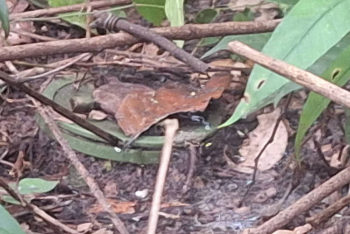 Thai-Armee: Kambodschanische Soldaten legen Mine in Surin