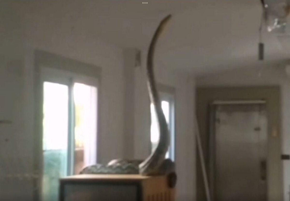 Riesenschlange stürzt durchs Dach – 5 Meter lange Gefahr