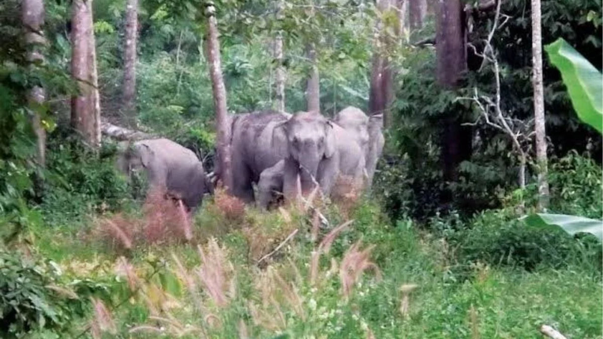 Elefanten wandern 40 Kilometer – Felder in Gefahr?