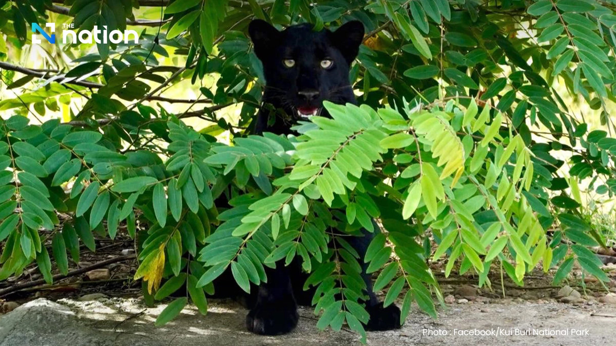 Schwarzer Panther überrascht Touristen im Nationalpark