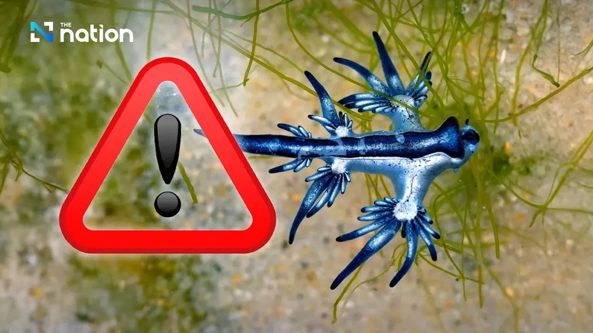 Tödliches Gift am Strand: Gefahr für Phuket-Urlauber