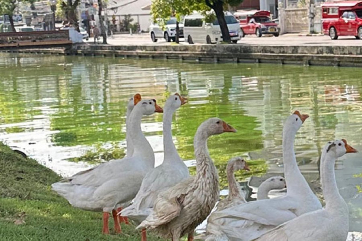 Straßenchaos nach Gänse-Test: Kann das Projekt wirklich helfen?