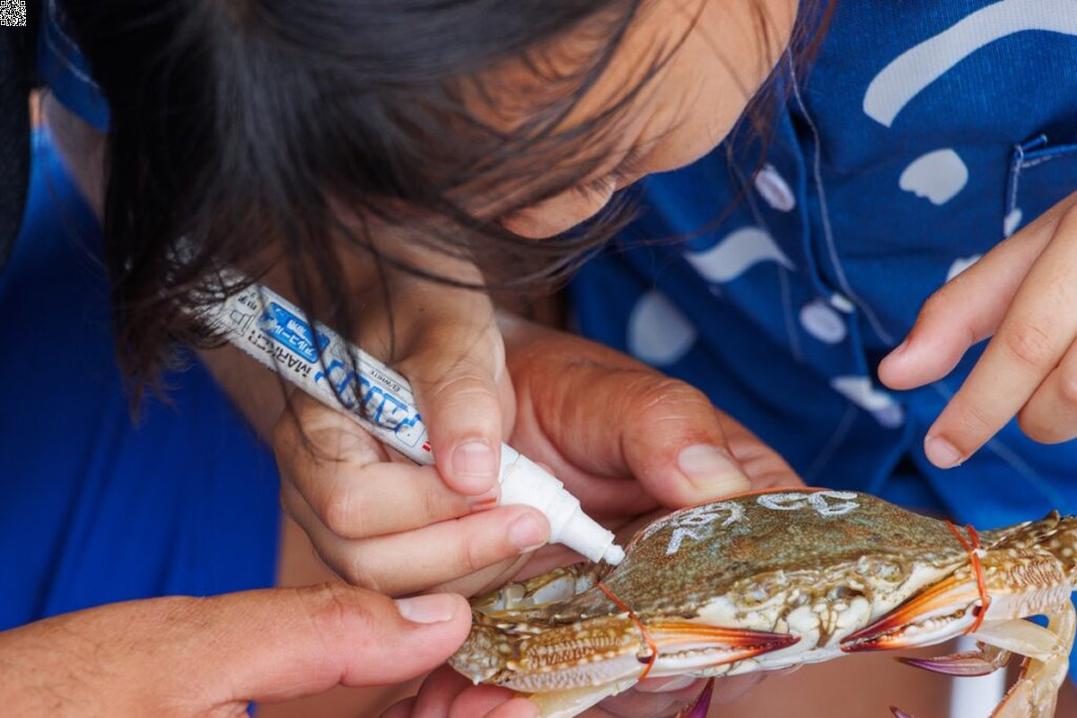 Hua Hin: Familien retten täglich Krebse
