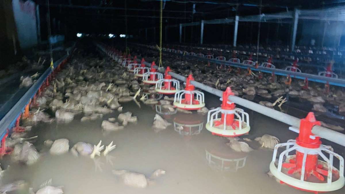 50.000 Hühner ertrunken