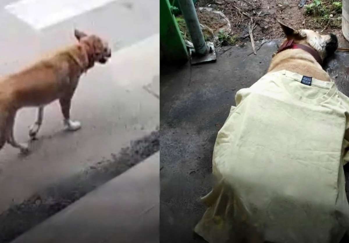 Angst und Wut durch „Serienmörder“