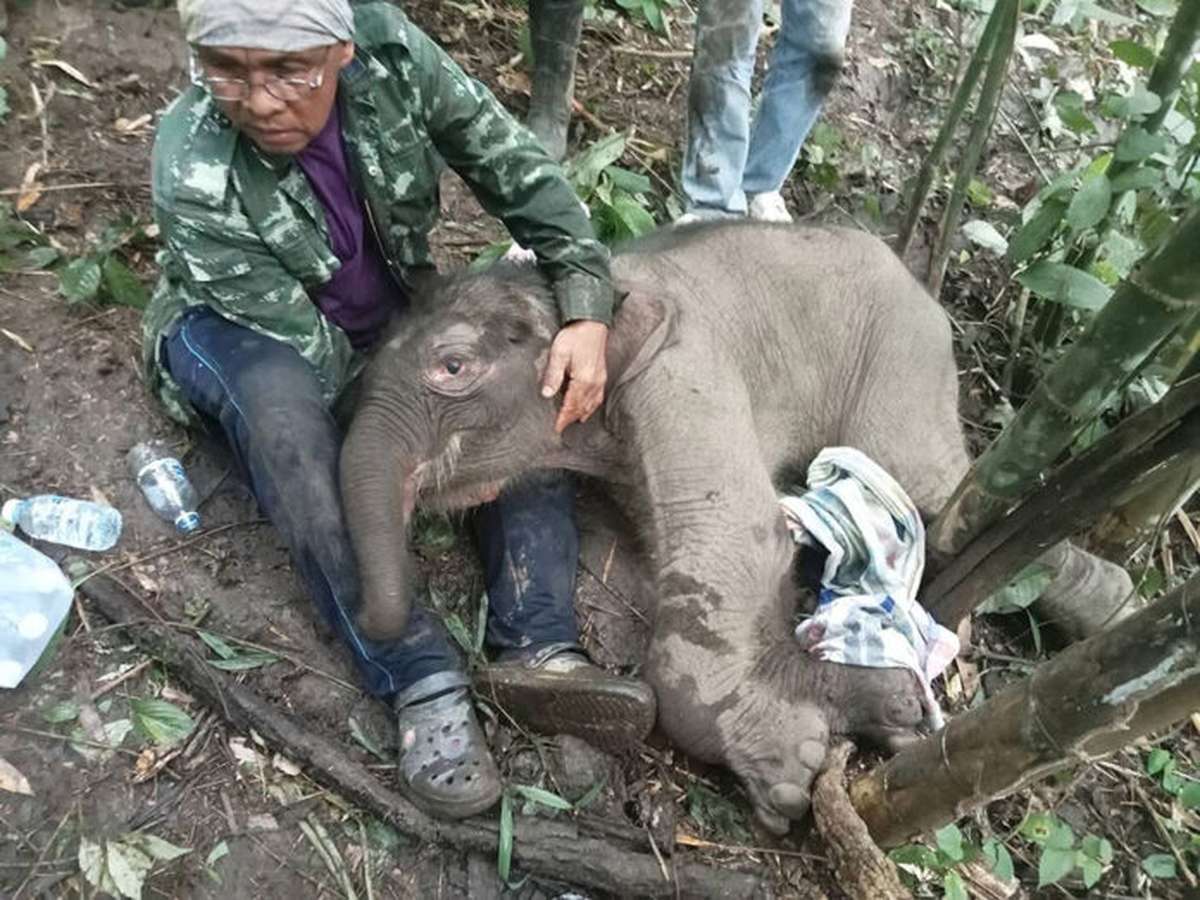 Elefantenbaby in Kanchanaburi gerettet