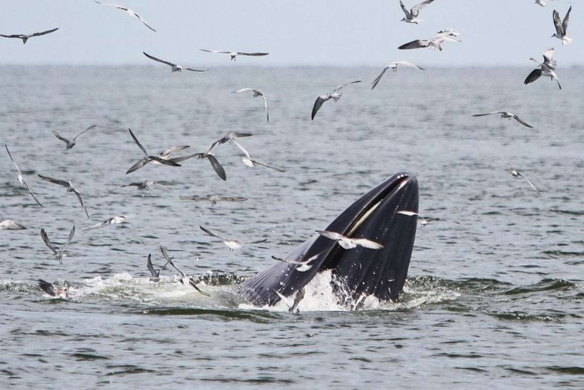 Jagd verboten! Thailand schützt Wale und Delfine
