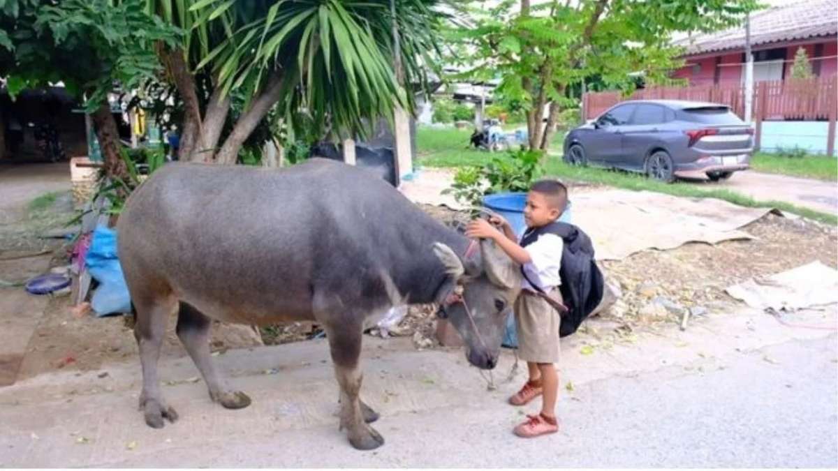 Junge reitet Büffel zur Schule – täglich!