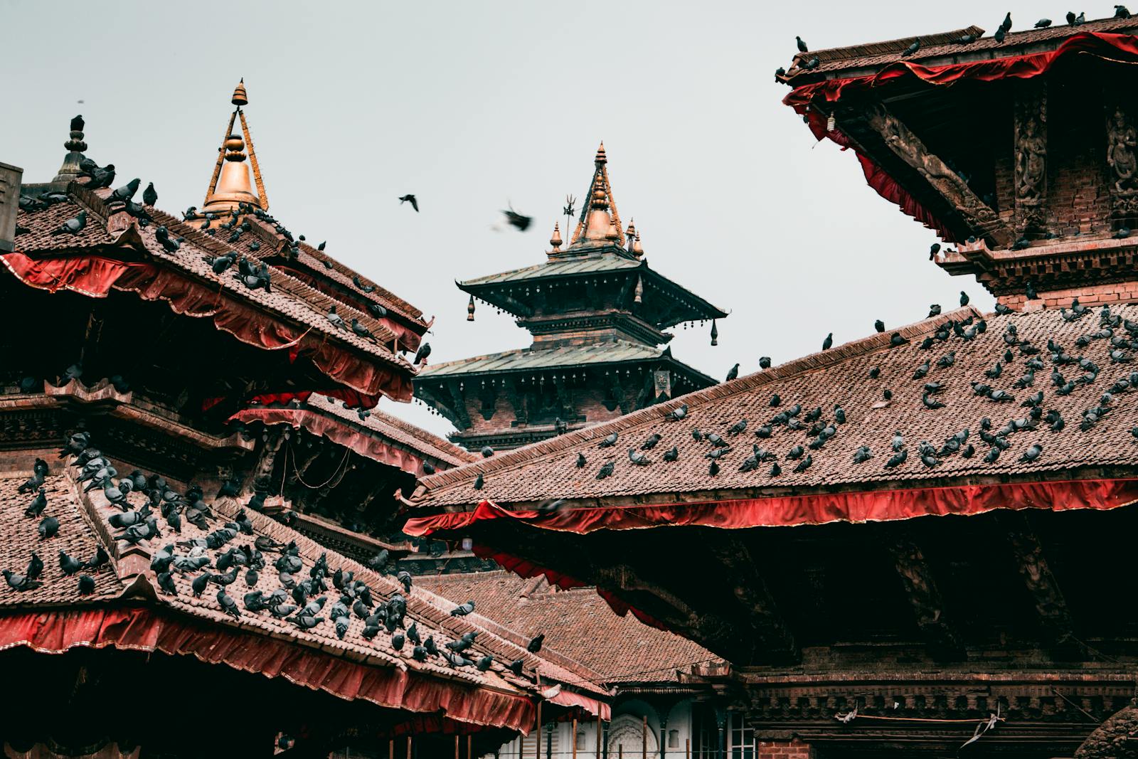 Pigeons on traditional pagoda rooftops in cultural Kathmandu, Nepal.