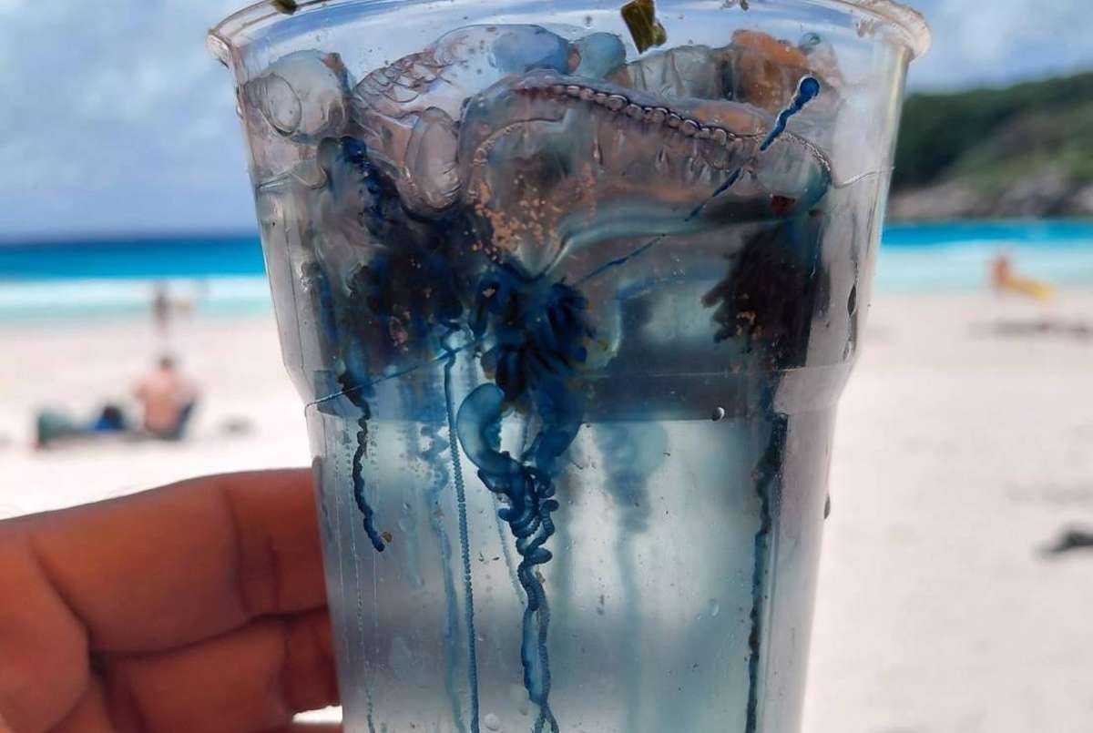 Phuket warnt vor giftigen Quallen