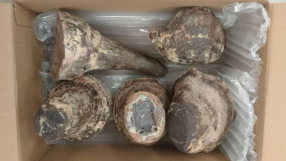 Rhino-Horn Schmuggler gefasst