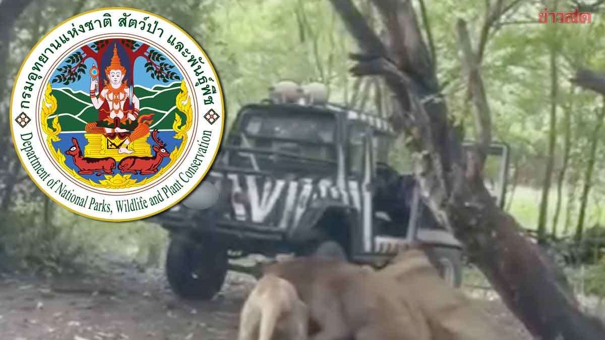 Safari World Bangkok: Löwen töten Pfleger