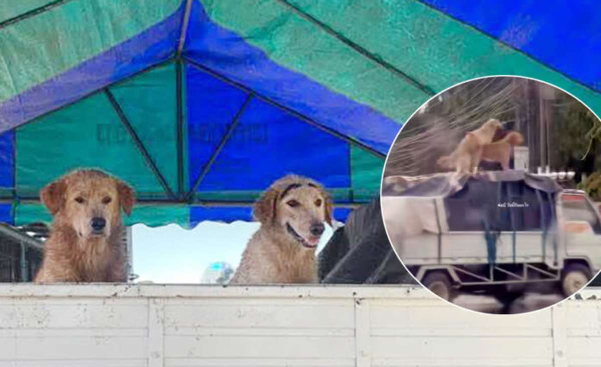 VIDEO: Hunde-Pärchen Skandal