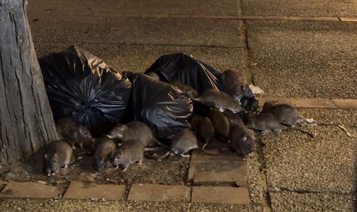 VIDEO: Rattenalarm in Chiang Mai