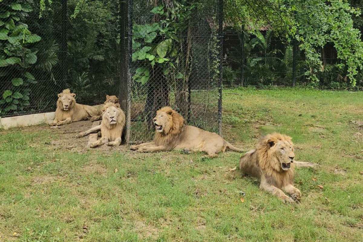 Zoo zieht Konsequenzen nach Löwenattacke